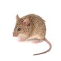 Photo of Premier Pest Elimination