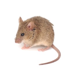 Premier Pest Elimination - Premier Pest Elimination gets rid of mice
