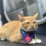 Photo of Pawsh Royal Mobile Grooming