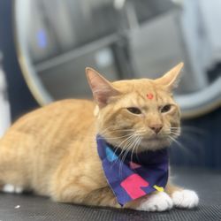 Pawsh Royal Mobile Grooming
