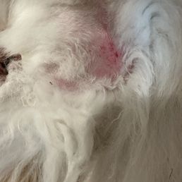 shaving which was asked NOT to be done but instead TRIM/cut. The worst part of it is the cuts/rash