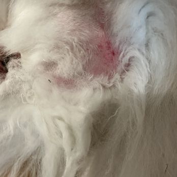 Glam Pet Groom - shaving which was asked NOT to be done but instead TRIM/cut. The worst part of it is the cuts/rash - Pet Groomers Near Me - San Antonio, Texas