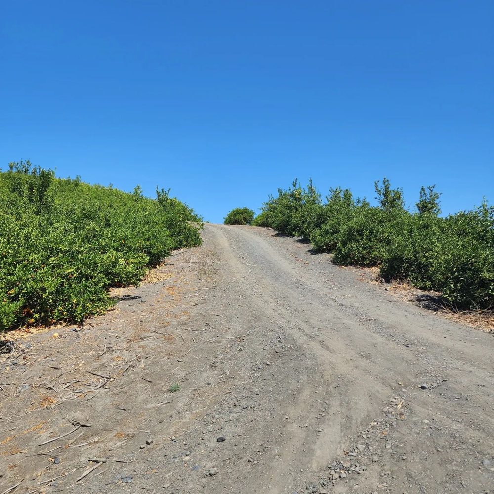 Sunmist Tangerine Farm - Pick Your Own Farms Near Me - Temecula, California
