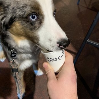 The Loft Bakeshop & Cafe - Beckett enjoys a puppaccino! - Coffee & Tea Near Me - Everett, Washington