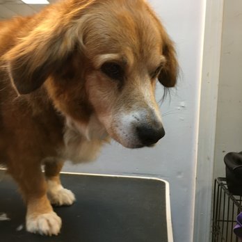 claws and paws grooming