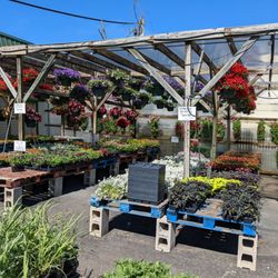 Shireman's Farm Market - Lots of hanging baskets on Mother's Day weekend