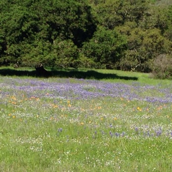 Skyline Wilderness Park - Spring at Skyline - Parks Near Me - Napa, California