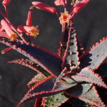 Daniel's Specialty Nursery - ALOE CHRISTMAS - Nurseries & Gardening Near Me - Lakeside, California Daniel's Specialty Nursery - ALOE CHRISTMAS - Nurseries & Gardening Near Me - Lakeside, California