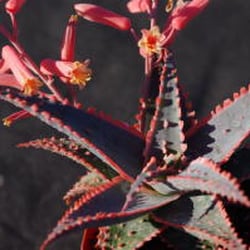 Daniel's Specialty Nursery - ALOE CHRISTMAS