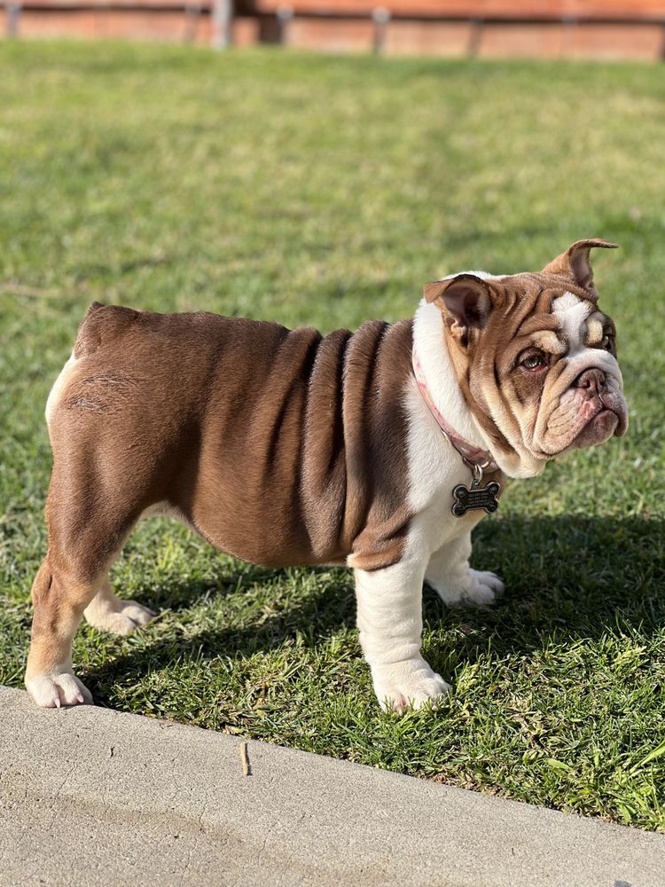 PROTECT BULLDOGS KENNELS Request Information Adelanto, California Pet Breeders Phone