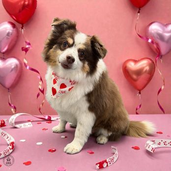 Paws of Attraction - Charlie is looking so fresh and cute. This pet salon is a gem and a must go!! - Pet Groomers Near Me - Tempe, Arizona Paws of Attraction - Charlie is looking so fresh and cute. This pet salon is a gem and a must go!! - Pet Groomers Near Me - Tempe, Arizona