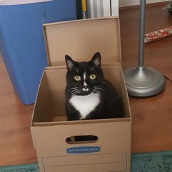 Pet Sitter Columbia