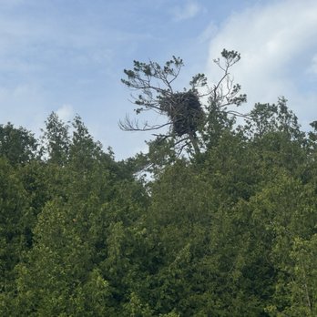 Woods & Waters - Eagles nest! - Tours Near Me - Cedarville, Michigan Woods & Waters - Eagles nest! - Tours Near Me - Cedarville, Michigan