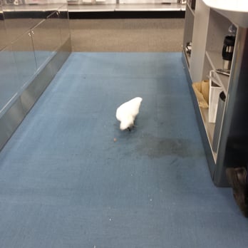 Best Buy - OMG someone brought a bird inside Best Buy - Appliances Near Me - Colma, California Best Buy - OMG someone brought a bird inside Best Buy - Appliances Near Me - Colma, California