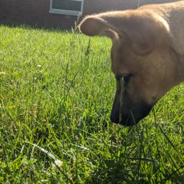She loves exploring on her walks with us She loves exploring on her walks with us