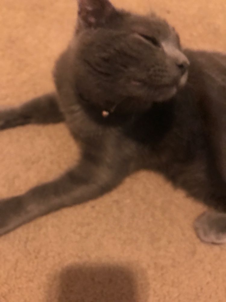 PET MEDICAL CENTER Open for Business 15 Photos & 29 Reviews 501 E Fm 2410 Rd, Harker