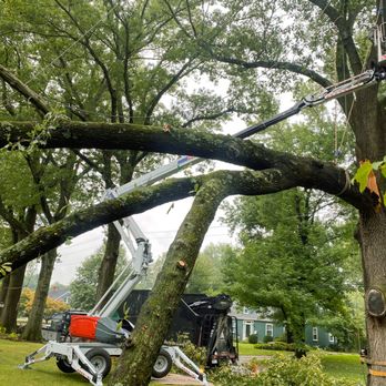 Arbor Management - Storm damaged limb that took some rigging. - Tree Services Near Me - Edwardsville, Illinois