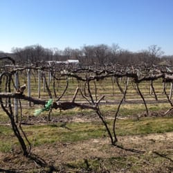 Schorr Lake Vineyard
