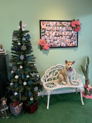 Holiday Dog Grooming Services - Call now for availability and appointment scheduling to book a pet grooming service just in time for the holidays. We specialize in nail trimming, bathing, hair cutting, deshedding, teeth brushing, anal gland expression, paw trimming, paw pad trimming, sanitary trims, and flea baths for all dog breeds, types, and sizes. Inquire about our services offerings for cats and bunnies. We are proud to have six years in business and counting. Holiday Dog Grooming Services - Call now for availability and appointment scheduling to book a pet grooming service just in time for the holidays. We specialize in nail trimming, bathing, hair cutting, deshedding, teeth brushing, anal gland expression, paw trimming, paw pad trimming, sanitary trims, and flea baths for all dog breeds, types, and sizes. Inquire about our services offerings for cats and bunnies. We are proud to have six years in business and counting.