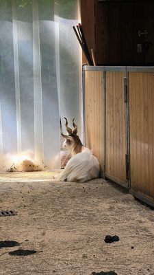 Hellabrunn Zoo by null