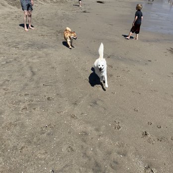 Its Beach - Dog beach area - Beaches Near Me - Santa Cruz, California Its Beach - Dog beach area - Beaches Near Me - Santa Cruz, California