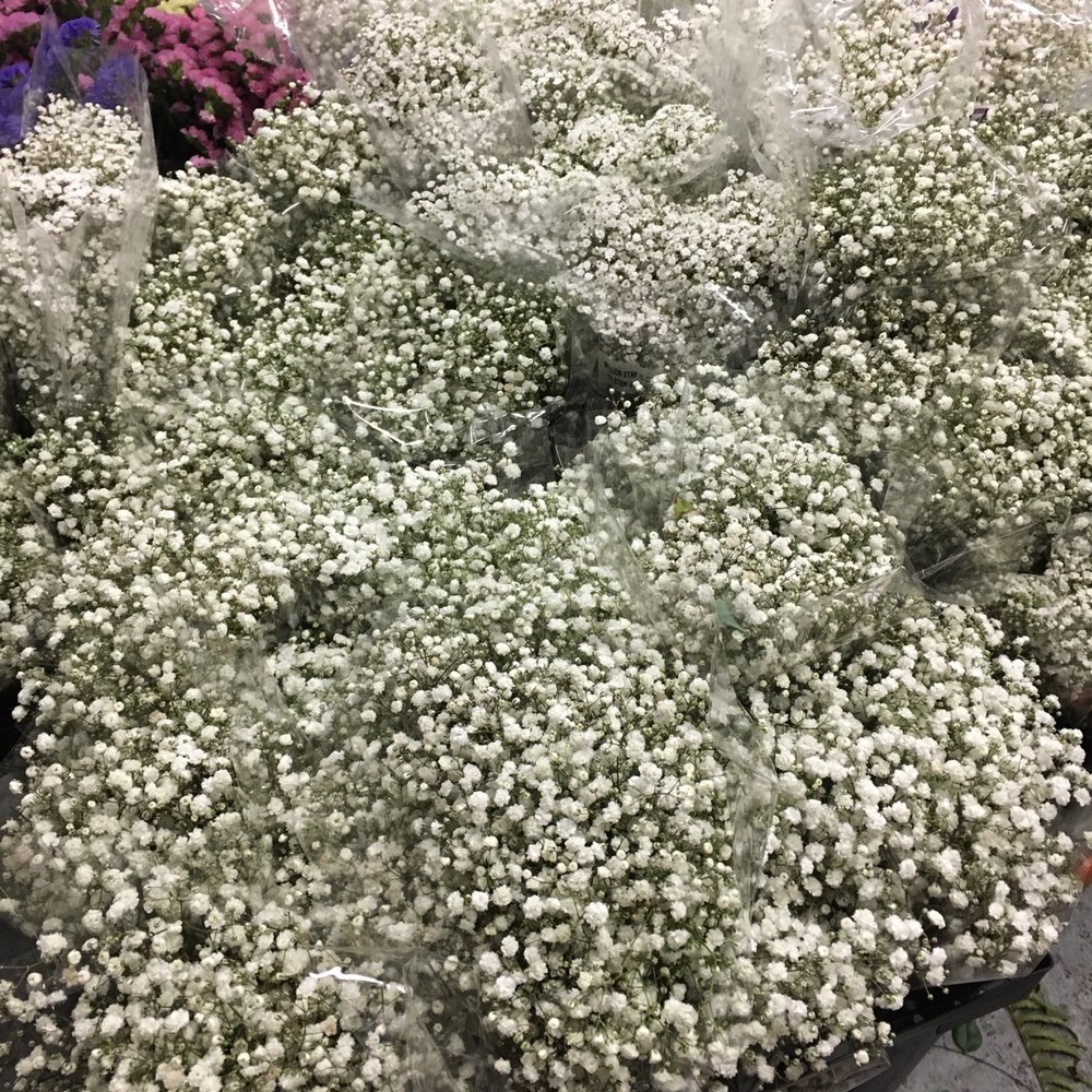 Potomac Floral Wholesale - BABY'S BREATH!! - Florists Near Me - Silver Spring, Maryland Potomac Floral Wholesale - BABY'S BREATH!! - Florists Near Me - Silver Spring, Maryland