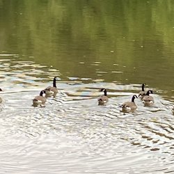 Stonewall Resort State Park - Ducks on the lake