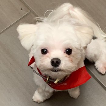 Happy Dog Grooming - Pet Groomers Near Me - Farmers Branch, Texas