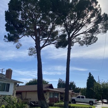 Performance Tree Service - Tree Services Near Me