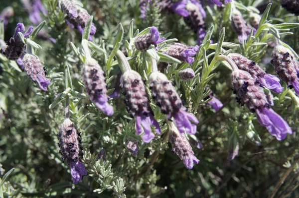 BobDog Wines by null