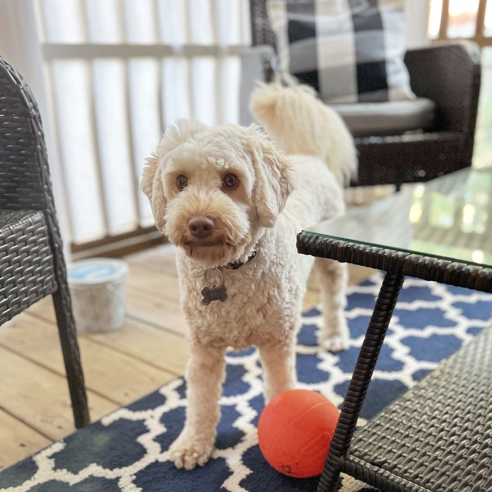 TOP DOG PET SERVICES Request an Appointment 402 Straywhite Ave