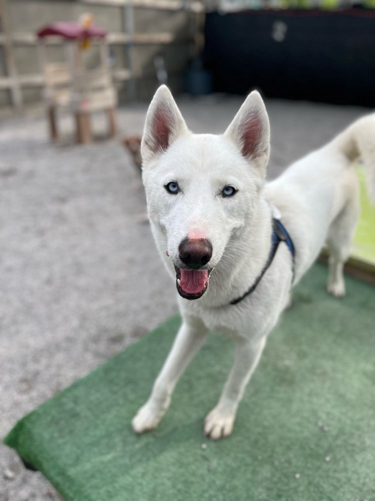 TOP DOG BIRMINGHAM Updated June 2024 12 Photos 2222 5th Ave S