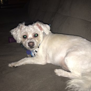 Patricia's Pretty Paws - My baby all fresh and clean! - Pet Groomers Near Me - Los Lunas , New Mexico Patricia's Pretty Paws - My baby all fresh and clean! - Pet Groomers Near Me - Los Lunas , New Mexico