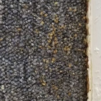 Affordable NYC Exterminators - Bed bugs in a rug! - Pest Control Near Me