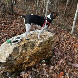 Cedar Mountain Battlefield - Natural bench. That's some big quartz.