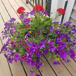 Wojo's Garden Splendors - Beautiful potted plant from Wojos!