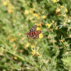 Diamond Valley Lake Visitor Center - Variable checkerspot