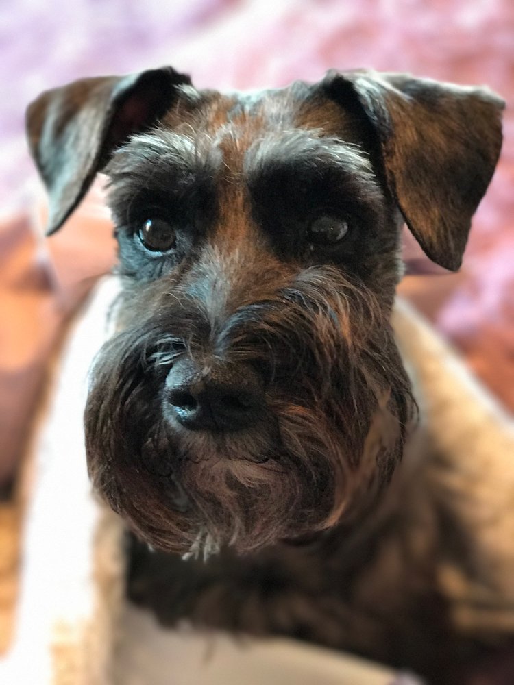 DRAVOSBURG VETERINARY HOSPITAL Updated September 2024 20 Reviews