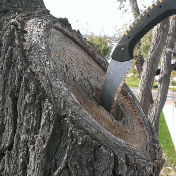 Cypress Arboriculture - Think this warrants a removal? You might be surprised! - Nurseries & Gardening Near Me Cypress Arboriculture - Think this warrants a removal? You might be surprised! - Nurseries & Gardening Near Me