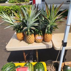 Coconut Marketplace Farmers Market