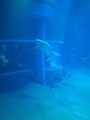 Osaka Aquarium Kaiyukan by null