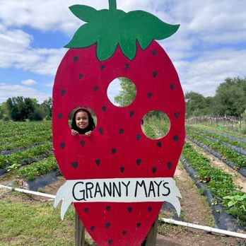 Granny Mays Strawberry Farm - Pick Your Own Farms Near Me - Granite Bay, California Granny Mays Strawberry Farm - Pick Your Own Farms Near Me - Granite Bay, California
