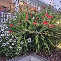 Surfside - Pretty Flowers