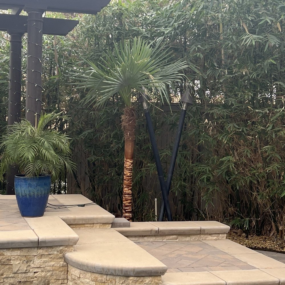 Empire Tree Service - Also had our bamboo trimmed. - Tree Services Near Me Empire Tree Service - Also had our bamboo trimmed. - Tree Services Near Me