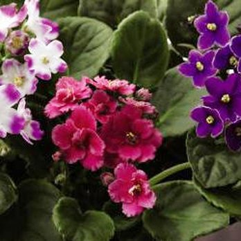 Adamsville Floral - Florists Near Me - Gardendale, Alabama Adamsville Floral - Florists Near Me - Gardendale, Alabama
