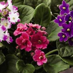 Adamsville Floral