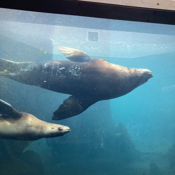 Alaska Sealife Center - Tours Near Me - Seward, Alaska