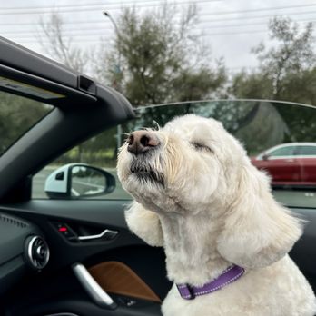 Shiney Dog’s - Beautiful doodle, thanks to Cheyenne! - Pet Groomers Near Me Shiney Dog’s - Beautiful doodle, thanks to Cheyenne! - Pet Groomers Near Me