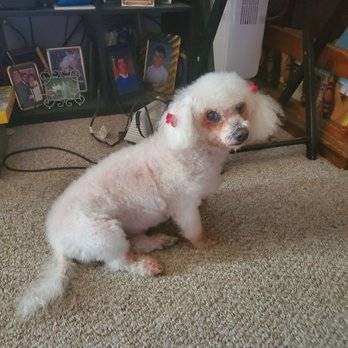 Grooming With Love - Lauren - Pet Groomers Near Me - Bell Gardens, California Grooming With Love - Lauren - Pet Groomers Near Me - Bell Gardens, California