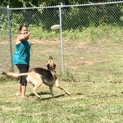 K9 R&R Pet Retreat - Playtime